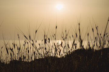 Fototapeta premium Morning sunrise at the Bay and Coast at Cape Greco National Park near Ayia Napa, Cyprus. The sun through the silhouettes of flowers and grass