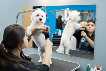 Veterinarian blow-dry a Bichon Frise hair in a veterinary clinic, close-up. Bichon Frise do haircut and grooming in the beauty salon for dogs
