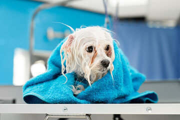 Close-up of a wet Bolonka Bolognese wrapped in a blue towel on a table at a veterinary clinic.  A...