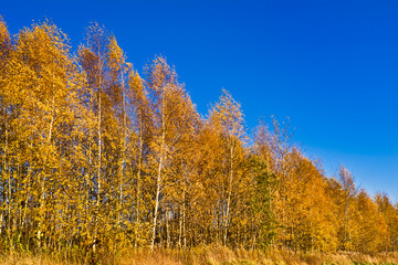 Autumn landscape with yellow birches