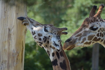 Giraffe beim säubern des Baumstammes