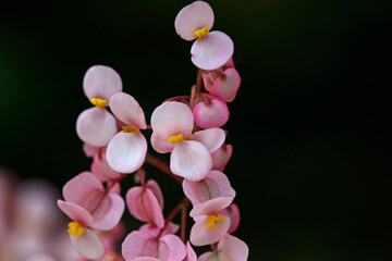 Pink begonia flower