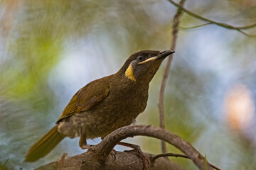 yellow faced honeyeater