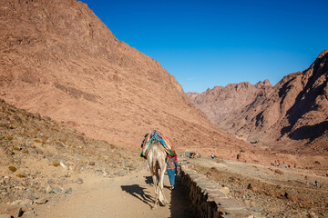 Fototapeta na wymiar Camels on the Moses Mountain of Sinai Peninsula, Egypt