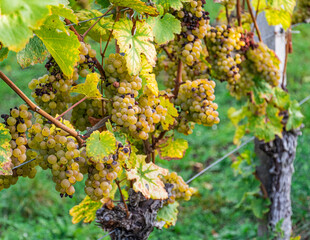 Colorful red and green vine leaves on the vine on a sunny day 