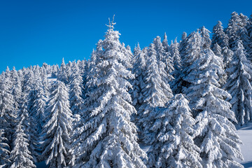 A frosty and sunny day is in mountains. Kopaonik National Park, winter landscape in the mountains, coniferous forest covered with snow. Spruce after snowfall