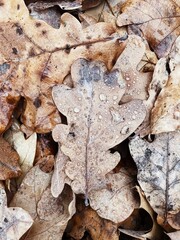 Top view of yellow leaf with water drops. Autumn leaves close up vertical photo. Seasonal background 