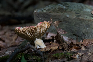 mushrooms in the forest