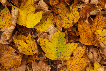 Beautiful autumn leaves as background, top view