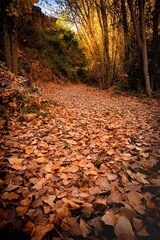 Obraz na płótnie Canvas vertical photo of trail in autumn scene with many leaves on the ground in the foreground, and trees in the background