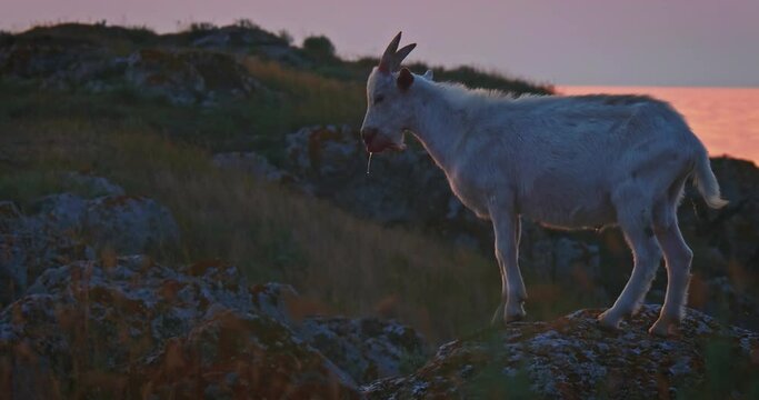 White goat side view. Goat with thread of saline is standing on sea shore in sunset light.