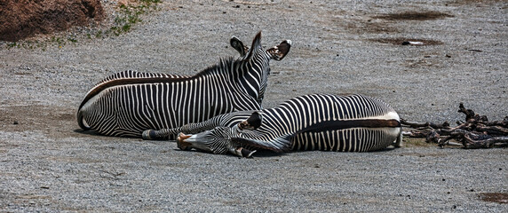 Fototapeta na wymiar Two Grevy`s zebras on the ground. Latin name - Equus grevyi