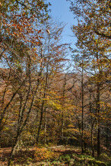 Lapleau (Corrèze, France) - Vue automnale en foret