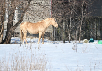 Palomino in the Snow