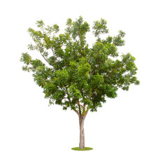 Obraz premium The freshness big green tree isolated on white.