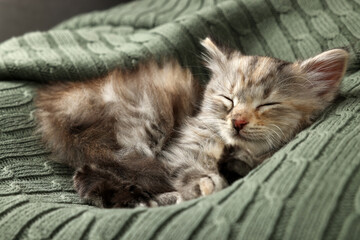 Fototapeta premium Cute kitten sleeping on knitted blanket. Baby animal