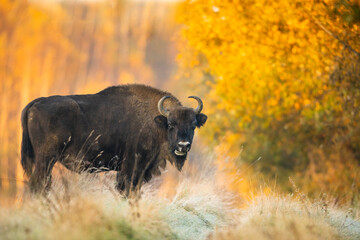 European bison - Bison bonasus in the Knyszyn Forest (Poland) © szczepank