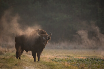 European bison - Bison bonasus in the Knyszyn Forest (Poland) © szczepank