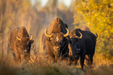 European bison - Bison bonasus in the Knyszyn Forest (Poland) © szczepank
