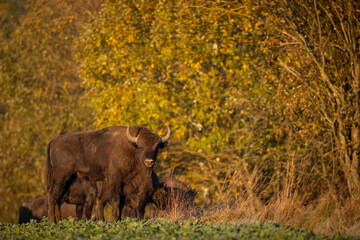 European bison - Bison bonasus in the Knyszyn Forest (Poland)