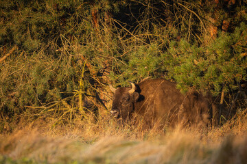 European bison - Bison bonasus in the Knyszyn Forest (Poland) © szczepank