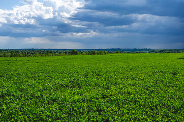 Fototapeta na wymiar Picture of green clover field. Clover field in summer before rain