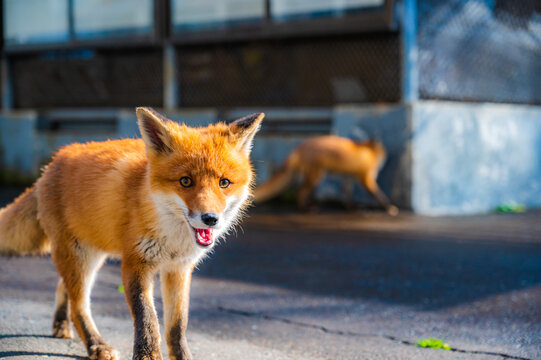 きたきつね Images Browse 486 Stock Photos Vectors And Video Adobe Stock