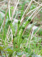 日本の春の山菜、コゴミ