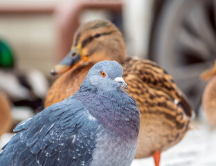 Dove is sitting among a flock of city mallards.  Close-up. Blurred background