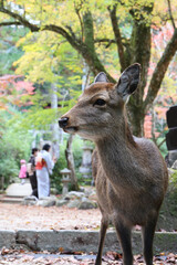 宮島 秋の紅葉谷公園