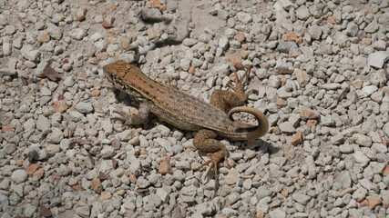lizard on the stone