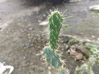 Naklejka premium cactus plant with sharp thorns, selective focus