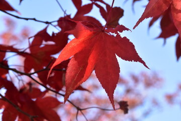 The view of Autumn in Aomori, Japan