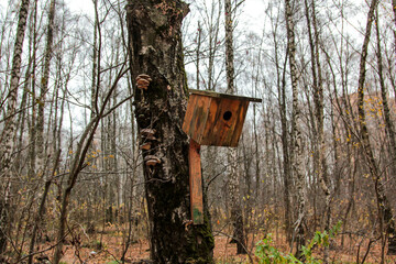 birdhouse in the forest
