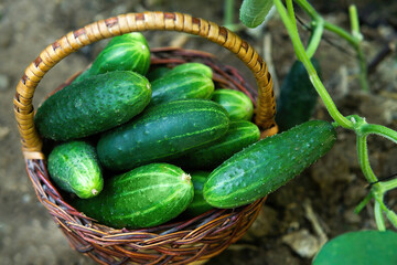 Ripe cucumbers in a basket