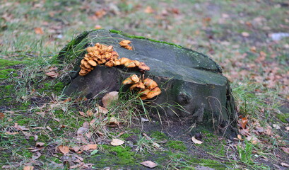 Mushrooms grow on an old mossy stump