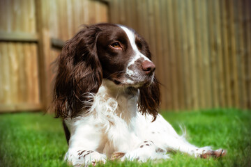 Hugo - English Springer Spaniel