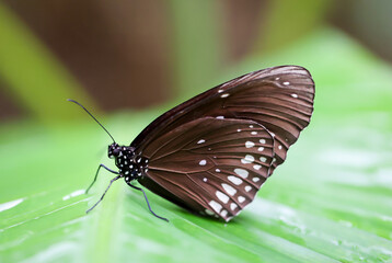 Ein exotischer Schmetterling auf einer Pflanze.
