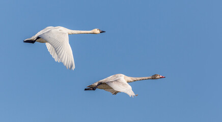 Tundra Swans - Adult and Juvenile