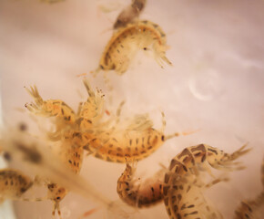Nahaufnahme von Flusskrebsen, Zooplankton als Futter für Fische.