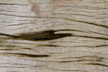 Old wood surface eroded by time, texture background.