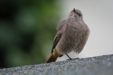 Ein Hausrotschwanz sitzt auf einem Dach. Ein Singvogelportrait.
