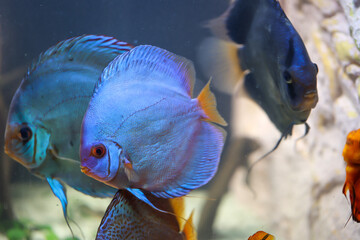 Portrait eines Diskusfisch im Aquarium. Diskusfische sind Buntbarsche.