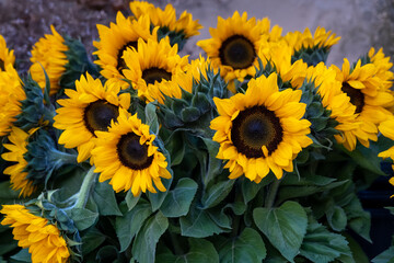 sunflowers standing in vase at flower seller background