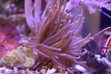 Naklejka na ściany i meble Eine wunderschöne Kupfer Anemone in einem Meerwasseraquarium. 