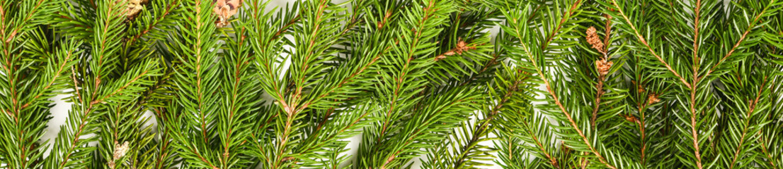 Christmas banner size background. Branches of real spruce isolated on white background. Fir Christmas Tree. Bew Year's spruce branches with needles. Close up high resolution.
