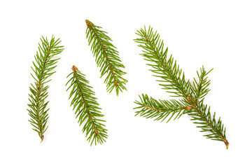 Real little branches of spruce. Fir Christmas Tree. Set of four green spruce branch with needles. Isolated on white background with shadows. Close up top view.