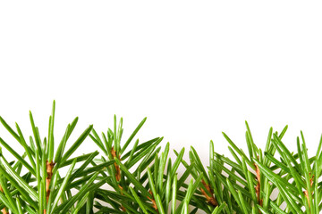 Christmas background with copy space. Branches of real spruce, isolated on white background. Fir Christmas Tree. Bew Year's spruce branches with needles. Close up macro view, high resolution.