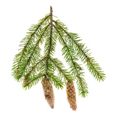 Branch of spruce with two cones. Fir Christmas Tree. Green pine, spruce branch with needles. Isolated on white background. Closeup top view.