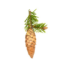 Spruce cone on little branch. Fir Christmas Tree. Green pine, spruce branch with needles. Isolated on white background. Close up top view, high resolution.
